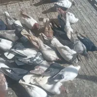 کبوتر رنگی|پرنده|قم, یزدان‌شهر|دیوار