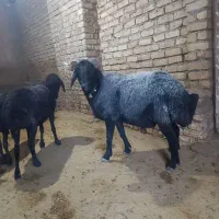 قوچ