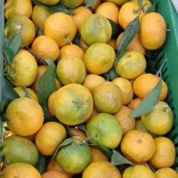 نارنگی شیرین|خوردنی و آشامیدنی|واجارگاه, |دیوار