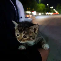 بچه گربه