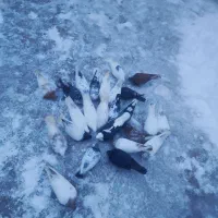 کبوتر|پرنده|ایجرود, |دیوار