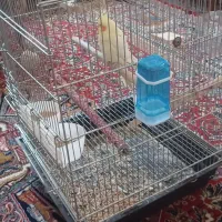 یه جفت عروس هلندی مولد و دو جوجه