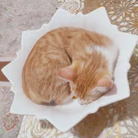 دختر بچه گربهی ۳ ماهه|گربه|قم, شهرک مهدیه|دیوار