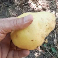 فروش باغ گلابی ۵۰۰ متر با آب و هوای دلپذیر|فروش دفتر صنعتی، کشاورزی، تجاری|تهران, سعادت‌آباد|دیوار