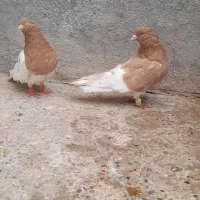 جفت کله زرد|حیوانات|بجنورد, |دیوار