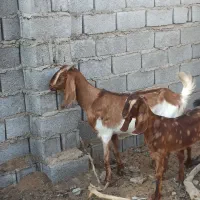 بز مطفل|حیوانات مزرعه|خرمشهر, |دیوار