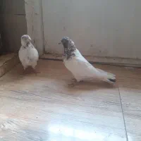 یه جفت کفتر کله ای