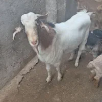 پازن|حیوانات مزرعه|سعدآباد, |دیوار