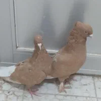 جفت زرد دم سفیدکاکل