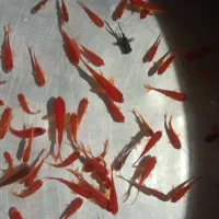 ماهی قرمز|ماهی|شاهرود, |دیوار