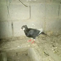 دورگه کاکلی درجه یک