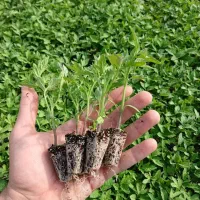 نشا گوجه بادمجان کلم و ...