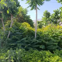 سیم کارت کار کرده همراه اول