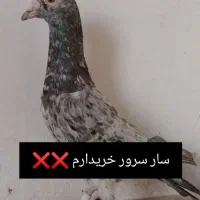 سار سرور