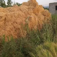 فروش یونجه امیش . و پرس