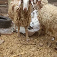 بره|حیوانات مزرعه|مسجد سلیمان, |دیوار