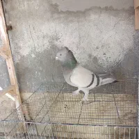 کبوتر بهبهانی ماده|پرنده|مرودشت, ابوذر شمالی‎|دیوار