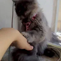 گربه خاکستری پرشین|گربه|بهشهر, |دیوار