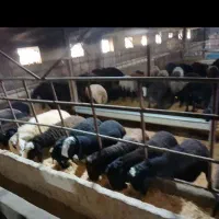 فروش قارا قزل تعدا ۵۰عدد جفتی ۸۰ به بالا