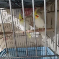 عروس هلندی  و جوجه عروس