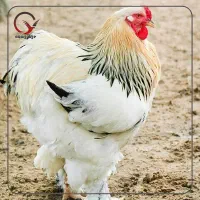 جوجه برهما|حیوانات مزرعه|کرمان, |دیوار