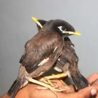 مرغ مینا آماده اموزش