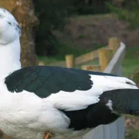 مرغابی مسکویی