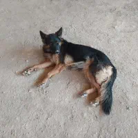 فروش سگ ژرمن