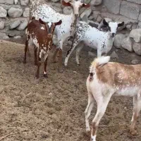 ناب و