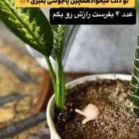 قرص‌کود|گل و گیاه طبیعی|دزفول, |دیوار