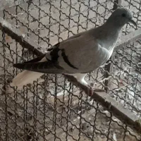 پرشی|پرنده|کوهین, |دیوار