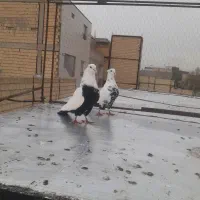 کبوتر یا کفتر