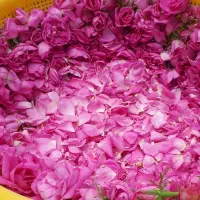 گل محمدی با بهترین و بو برای چند روز دیگر اماده