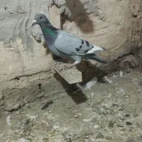 کبوتر سبز و ابلغ|پرنده|تربت‌حیدریه, یحیی آباد|دیوار