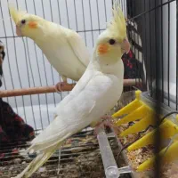 عروس هلندی|پرنده|کارون, |دیوار