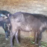 یکی نر یکی هم ماده هست