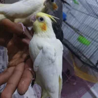 جفت آلبینو|پرنده|بوئین زهرا, |دیوار