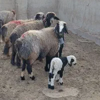 ۳میش بره داروقوچ و بز|حیوانات مزرعه|شیراز, علی آباد|دیوار