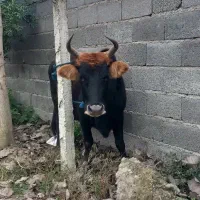 کاو چالوسی ۸ ماه شکم با برگه معاینه فروشی|حیوانات مزرعه|سنگر, |دیوار