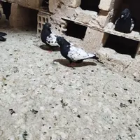 گل کبوتر پلاکی سینه مشکی  کفتر تهرانی بپر|حراج|لنجان, |دیوار
