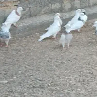 کبوتر توقی نسل دار|پرنده|دیواندره, |دیوار