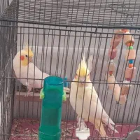 عروس هلندی