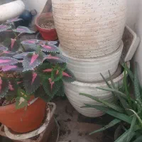 ۴عددگلدان سایز بزرگ و۲تاگلدون  گردسایزمتوسط