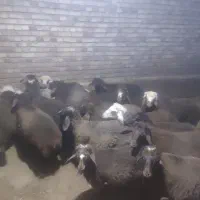 گوسفند