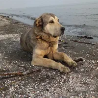 پژدر|سگ|ابهر, |دیوار