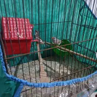 فنج|پرنده|میناب, |دیوار