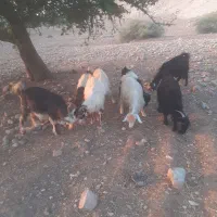 بز جوان ابستن بز داشتی|حیوانات مزرعه|مسجد سلیمان, |دیوار