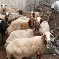 چهارده راس گوسفند آبستن درجه یک|حیوانات مزرعه|آمل, |دیوار