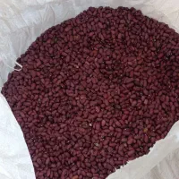 لوبیا قرمز  تمیز و بوجاری شده