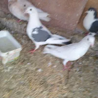 گبوتر|پرنده|سبزوار, هویزه|دیوار